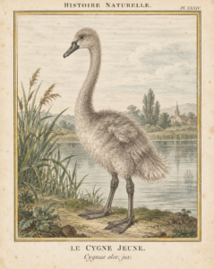 Featured image created by ChatGPT Pro based on the prompt "Please create a Buffon-style picture of the ugly duckling (baby swan) from the fairytale''.
