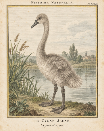 Featured image created by ChatGPT Pro based on the prompt "Please create a Buffon-style picture of the ugly duckling (baby swan) from the fairytale''.